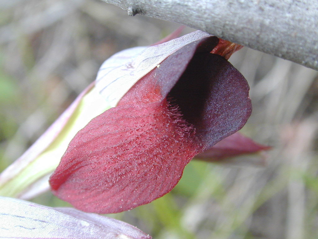 Serapias olbia