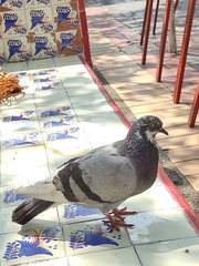 Columba livia