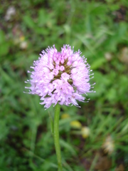 Traunsteinera globosa