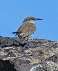 Ochetorhynchus phoenicurus