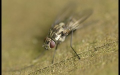 Limnophora maculosa