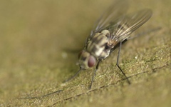 Limnophora maculosa