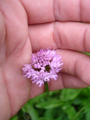 Traunsteinera globosa