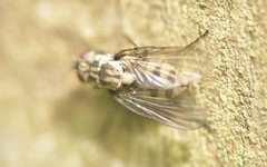 Limnophora maculosa
