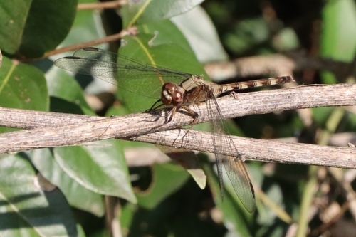 Pin-tailed Pondhawk