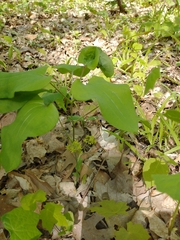 Smilax ecirrhata