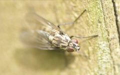 Limnophora maculosa