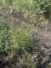 Dichanthium sericeum