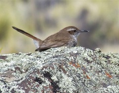 Ochetorhynchus phoenicurus