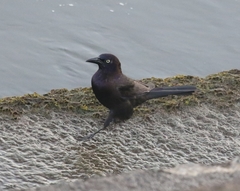 Quiscalus quiscula