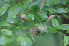 Profenusa canadensis