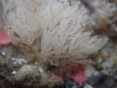 Bugulidae