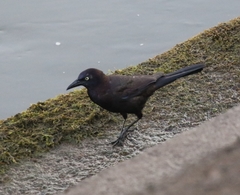 Quiscalus quiscula