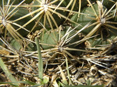 Coryphantha radians