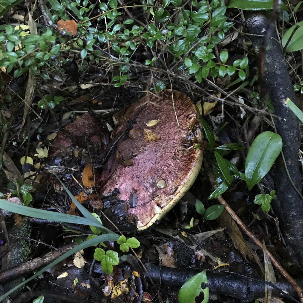 Butyriboletus loyo · May 2022 · photo: © cristianriquelme (iNaturalist, cc-by)