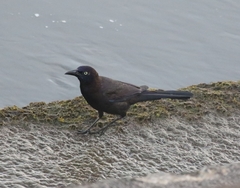 Quiscalus quiscula