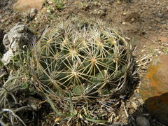 Coryphantha radians