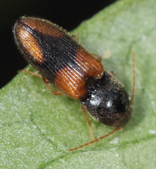 Horistonotus curiatus