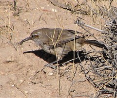 Ochetorhynchus phoenicurus
