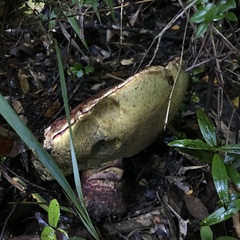 Butyriboletus loyo