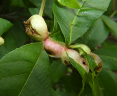 Phylloxera perniciosa
