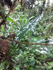 Maxillaria pseudoreichenheimiana