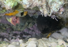 Phallusia fumigata