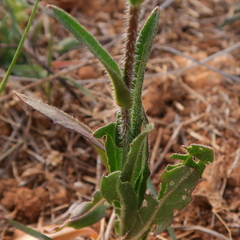Biscutella auriculata