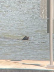 Zalophus californianus