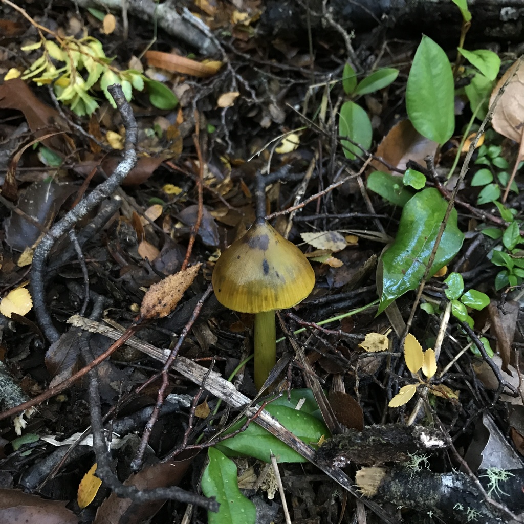 Hygrocybe conica · May 2022 · photo: © cristianriquelme (iNaturalist, cc-by)