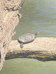 Trachemys scripta elegans