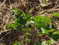 Guardiola platyphylla