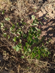 Guardiola platyphylla