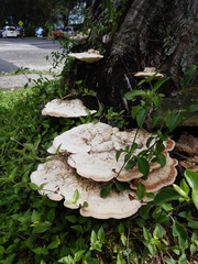 Fomitopsis nivosa