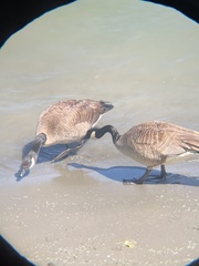 Branta canadensis
