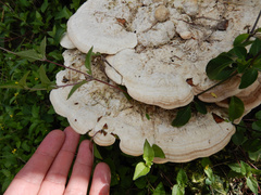 Fomitopsis nivosa