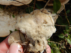 Fomitopsis nivosa