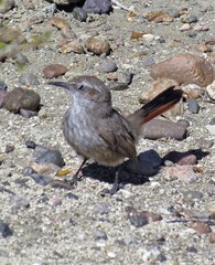 Ochetorhynchus phoenicurus