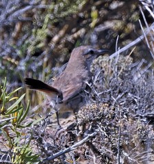 Ochetorhynchus phoenicurus