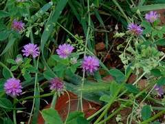 Trifolium resupinatum