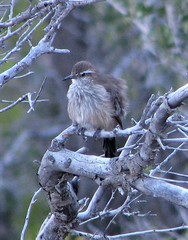 Ochetorhynchus phoenicurus
