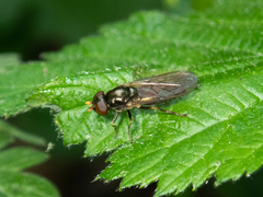 Cheilosia pagana