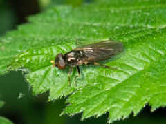 Cheilosia pagana