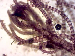 Spyridia hypnoides