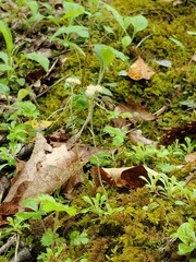 Antennaria virginica