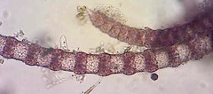 Spyridia hypnoides