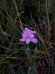 Ennealophus foliosus