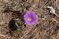 Ipomoea plummerae