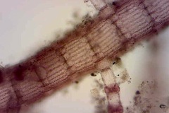 Spyridia hypnoides