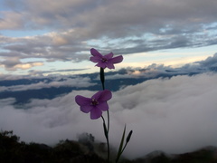 Ennealophus foliosus